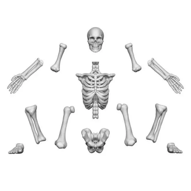 3D printed set - Human Skeletons 1:48