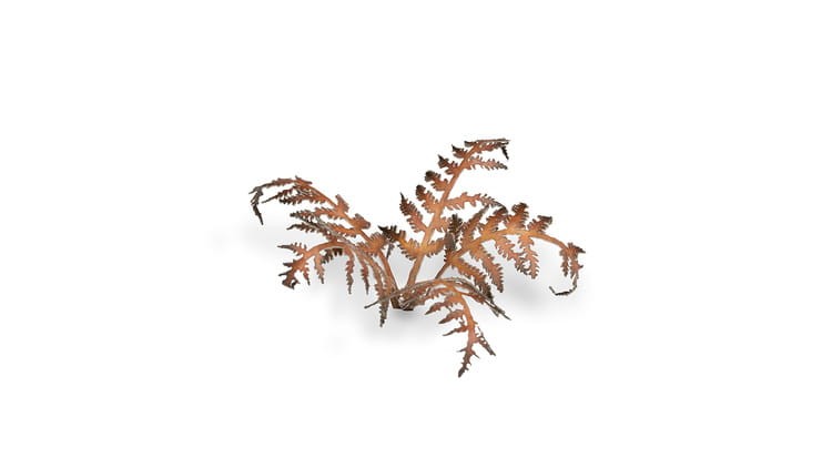 Laser Plants - Dry Bracken - Wysuszona Paproć