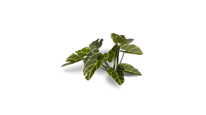 Laser Plants - Elephant Ear - Kolokazja