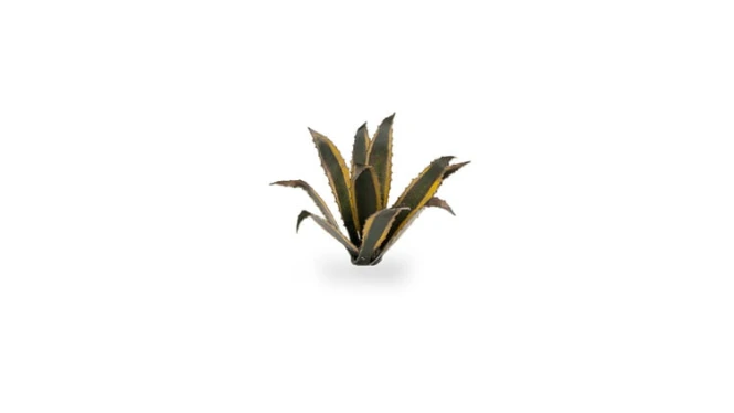 Laser Plants - Agave - Agawa