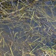 Still Water 250ML Stojaca Woda