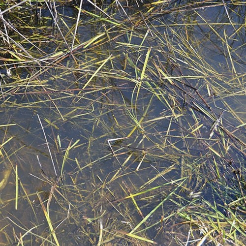 Still Water 250ML Stojaca Woda