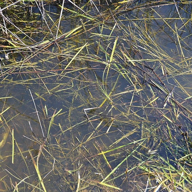 Still Water 250ML Stojaca Woda