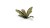 Laser Plants - Banana Tree - Bananowiec