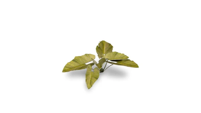 Laser Plants - Elephant Ear - Kolokazja