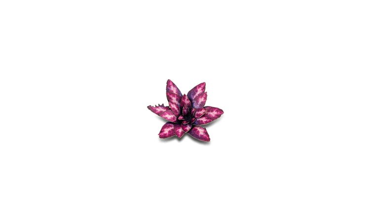 Laser Plants - Alien Rosette - Kosmiczna Rozeta