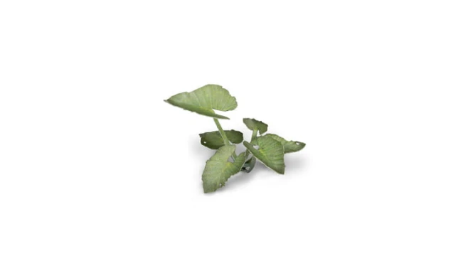 Laser Plants - Elephant Ear - Kolokazja