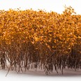 Tall Shrubbery - Autumn Yellow