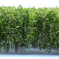 Tall Shrubbery - White/Green