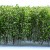 Tall Shrubbery - White/Green