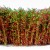 Tall Shrubbery - Red/Green