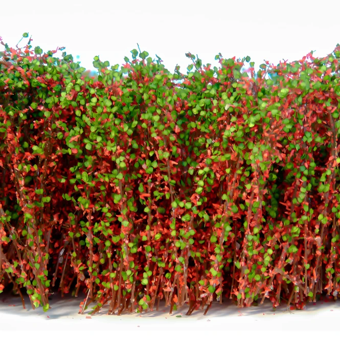 Tall Shrubbery - Red/Green