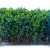 Tall Shrubbery - Blue/Green
