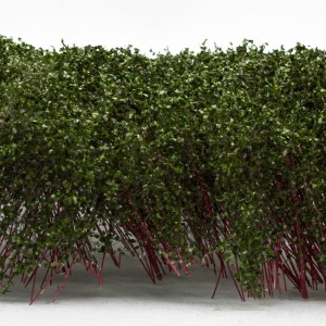 Tall Shrubbery - Dark Green